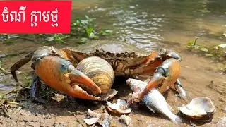 របៀប សុីចំណីរបស់ក្តាមថ្ម.