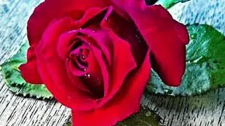 [ Gif. Image ] Rose 🌹