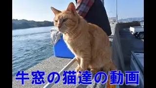 牛窓（五香宮）の猫達