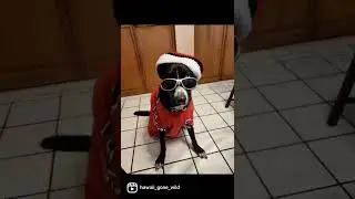 Pule The Pitsky
