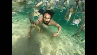Swimming with fishes at the Jadisil Fish Sanctuary in South Garo Hills, Meghalaya| Silver Mahseer|
