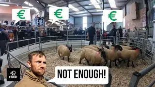 SELLING HILL EWE LAMBS - WILL WE GET ENOUGH FOR THEM?