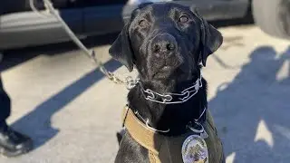 Helena Police Department gets new K-9 officer