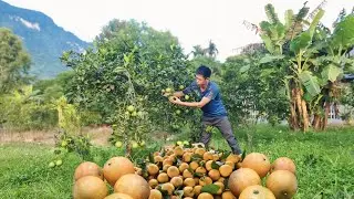 Farm Life Chronicles: Harvesting and Selling Oranges at the Local Market | Cuongfarmer