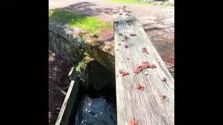 Where is this fish ladder?