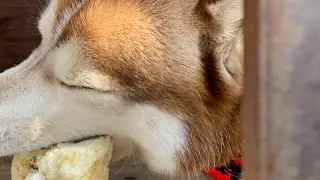 Сибирский хаски Арчи получил БОЛЬШУЮ вкусняшку! / Siberian husky got a big treat! | Vlog