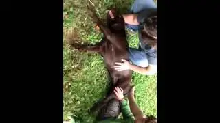 Lila seizure