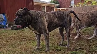 Scoop the Merle Mastiff and his Pack