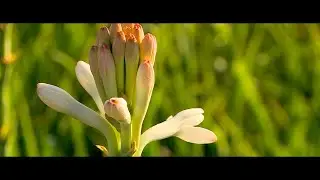 Micro Sprinkler irrigation in Tuberose cultivation