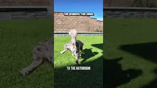 Exactly Where Each Pet Odor Product Should Be Used