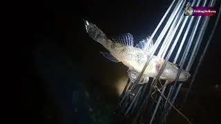 Amazing Testy #crab Big #fish Best Night #fishing by Arrow #freshwater #fishingdelivery Video's 