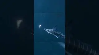 Рыба-Меч в Деле