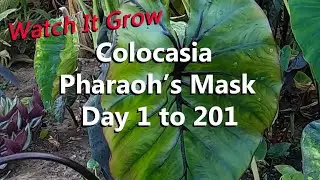Strangest Looking Plant in My Garden is the Colocasia Pharaoh's Mask with Deep Dark Purple Veins