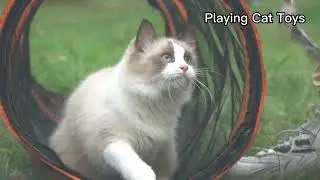 KUCDBUN Outdoor Cat Enclosures, 6-in-1 Outdoor Cat Tent with Cat Tunnel DIY in Multiple Ways