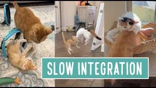 Slow Integration -- Two Kittens
