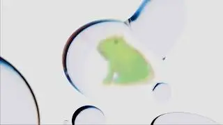 Kogane & Thomas White - porcelain frogs