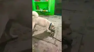 doglover#shortsvediostatus#viralshort#ytshortsvideo#dogshortvideos@rsingh-555#newcreative#ytshort