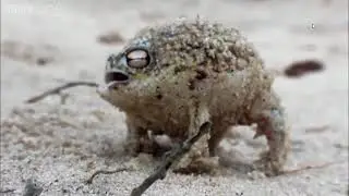 Rare Jackson desert rain frog footage