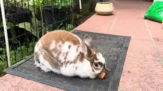 Morning feast under the loquat tree