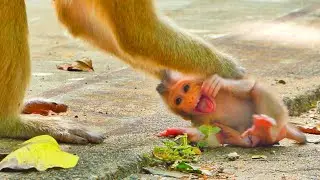 Oh no...baby monkey SABA think that his mom SARIKA love him so small now Just ups-e-t like this.