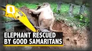 Watch: Elephant Stuck in a Trench Rescued by Forest Officials With a JCB Machine | The Quint