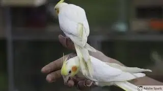 Welcome To Animal's Eden..! Introduction.