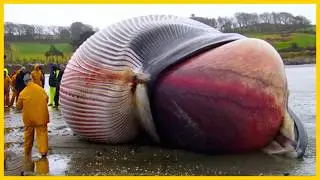 50 Animals With Unusual Bodyparts