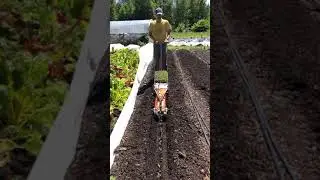 Paperpot Transplanter - A HUGE Labor-Saving Device!!