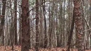 Uwharries - West Morris Mountain HD