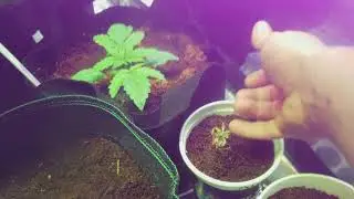 Update garden timer fails