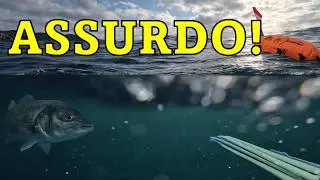 CATTURO UNA SPIGOLA DALLA SUPERFICIE! - Pesca sub Toscana