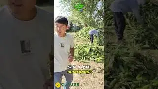 Максимальный результат с гибридом кукурузы Драйвер F1!