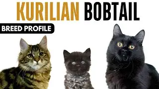Kurilian Bobtail Cat Breed Profile History - Price - Traits - Kurilian Bobtail Cat Grooming Needs