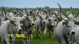 Le lait coule aussi au Tchad grâce à Israël