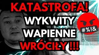 DLACZEGO WYKWITY WAPIENNE WRACAJĄ