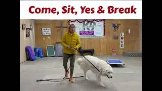 01 - Yeti begins recall training with Shelly Bayless @ik9trainers551 