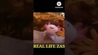 Garena free fire Zasil pet in real life . 😇😇😇