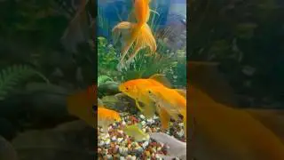 Gold fish pa attack hogya #goldfish #fishtank #minivlog #petfish #petsvlogs #vlog #guppy #mollyfish