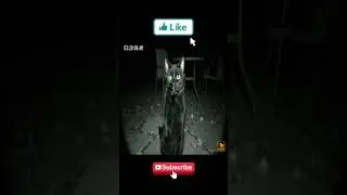 Cat Gives Human-Like Thumbs-Up 😲 | Night Vision CCTV at 3:29 AM