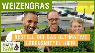 Weizengras - Bestell dir das ultimative Lebensmittel hier!