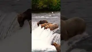 Grizzly bears catch salmon | Great events of nature | (19:00)
