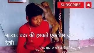 Funny monkey video|| funny monkey moment|| funny monkey laughing||बंदर के नखरे