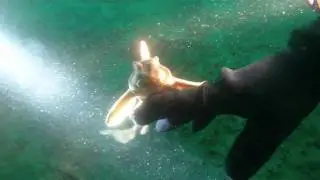 A Horn Shark is Attracted to My Light