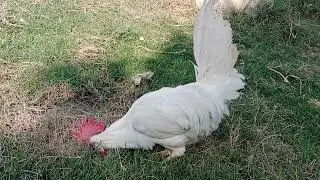 Rooster Sounds 🐓 hen Mating 🤪