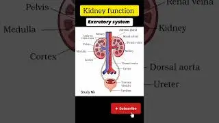 kidney function || Excretory system || Human body work #bodybuilding #body #science