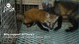 Why support ACTAsia's Cruelty (fur) Free Fashion Show (2015)