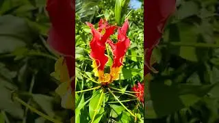 Dhanya chandran_phytology.     Fire lilies/gloriosa lily.