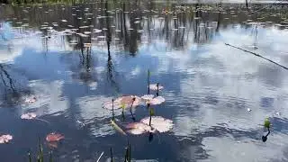 The Moon&rsquo;s Gentle Reflection on the Sleeping Lake