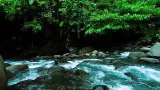Dark Jungle River Flow &ndash; Deep Sleep Nature Sound with Rushing Water Sound