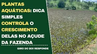 PLANTAS AQU&Aacute;TICAS: DICA SIMPLES CONTROLA O CRESCIMENTO DELAS NO A&Ccedil;UDE DA FAZENDA